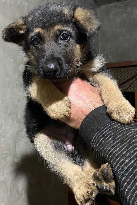 Вязка ,немецкая овчарка