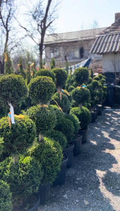 Plante Decorative pentru Casa / Curte / gradina