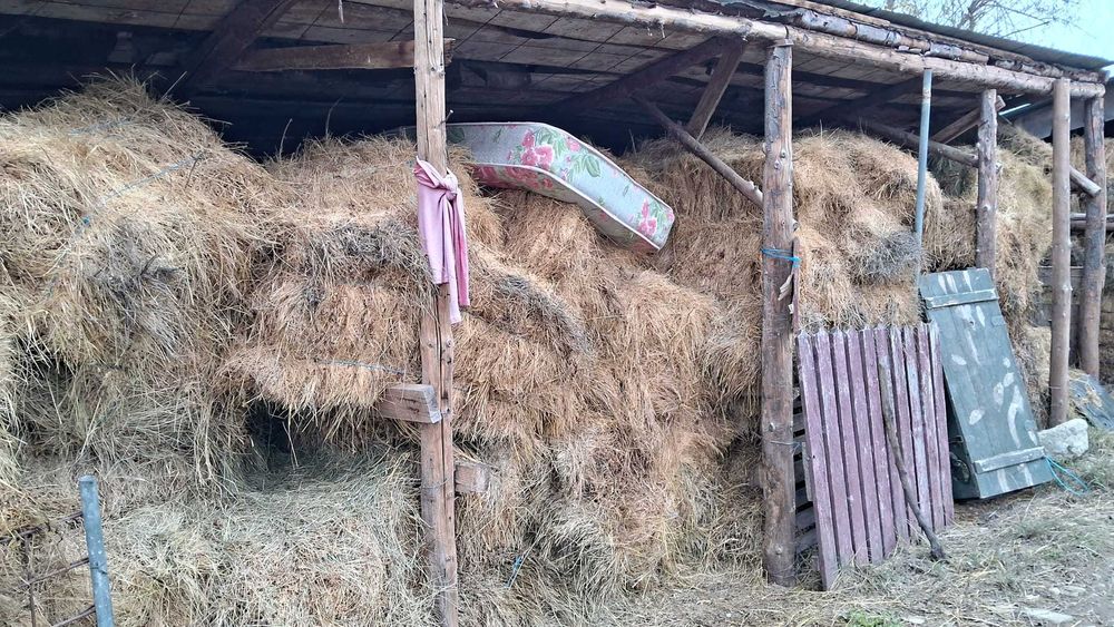 vând baloți lucernă otavă