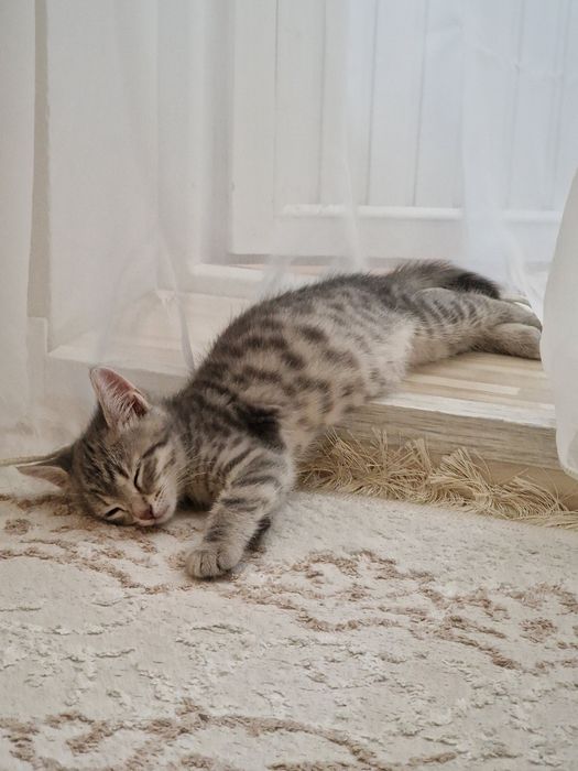 Кошечка скоттиш страйт