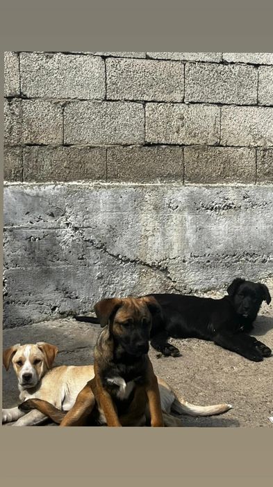 Отдам щенков в хорошие руки,две девочки и мальчик есть