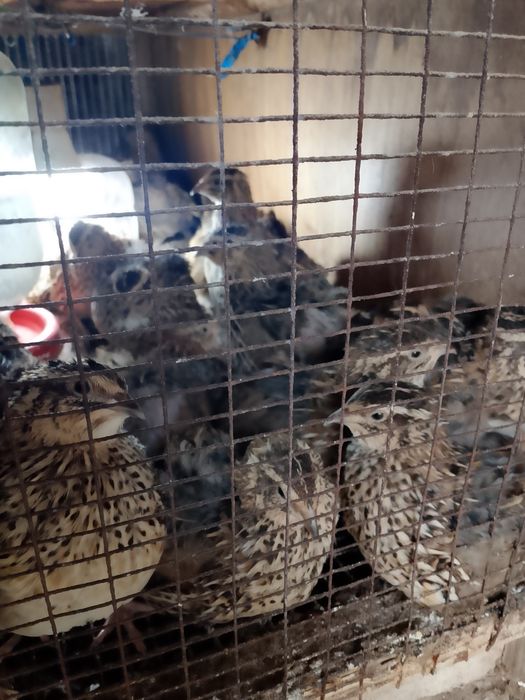 Бедана япон белий гигант.