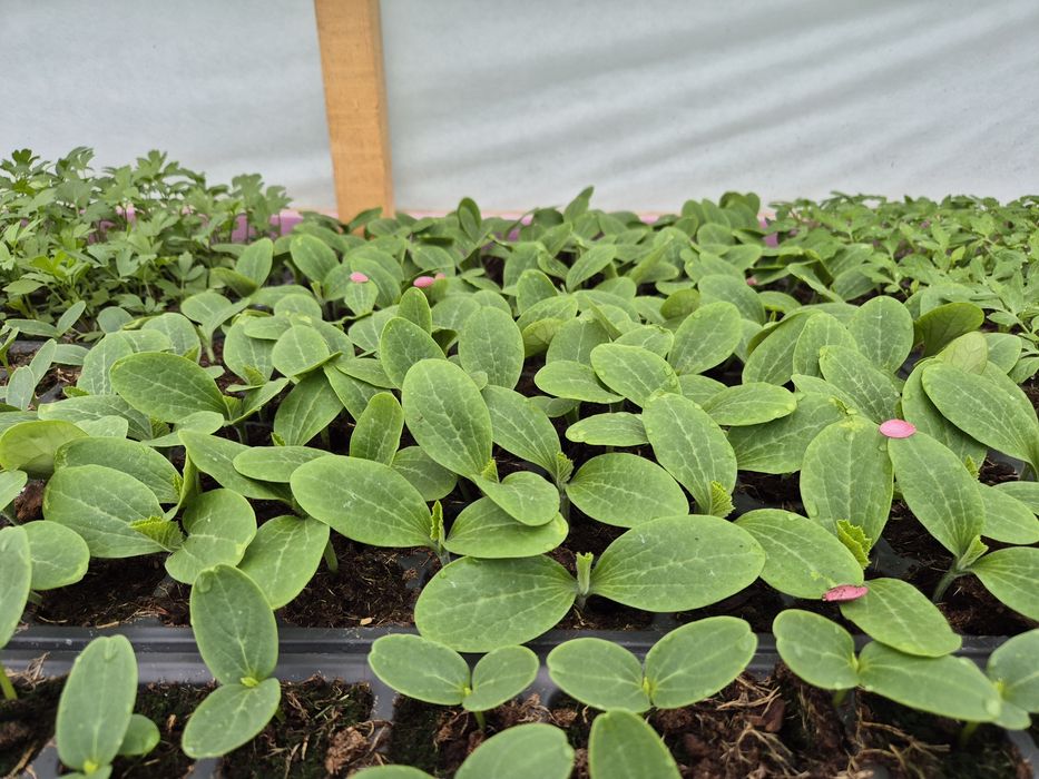 Rasaduri legume F1 Rosii,Ardei, Luestean, Vinete Varza Castraveti