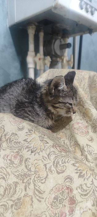 Котенок в добрые руки