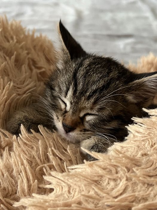 Котенок 3 месяца