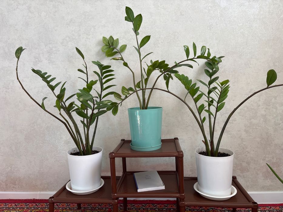 Продам растения в горшочках