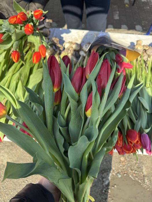 Тюльпаны оптом и в розницу