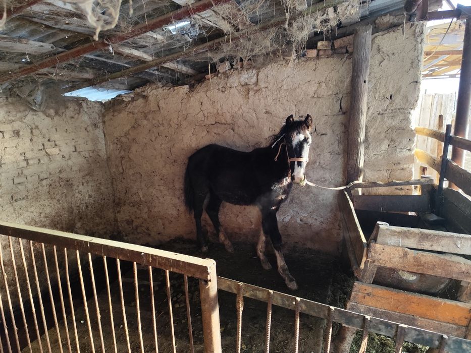 Еркек таи сатылады