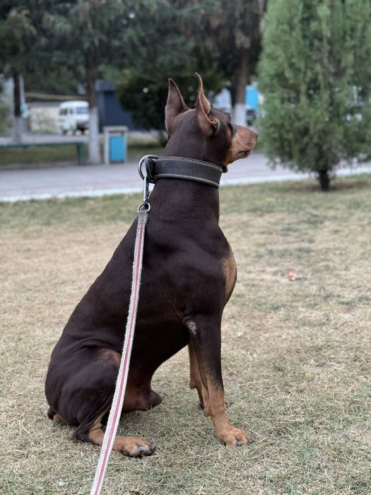 Доберман на вязку (SOTILMAYDI)