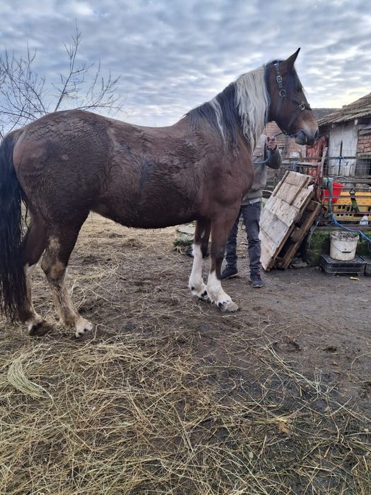 Vand sau schimb iapa