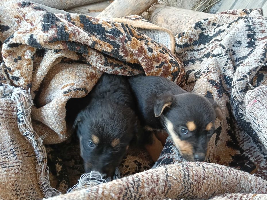Ofer spre adopție doi cățeluși (fetiță și băiețel)