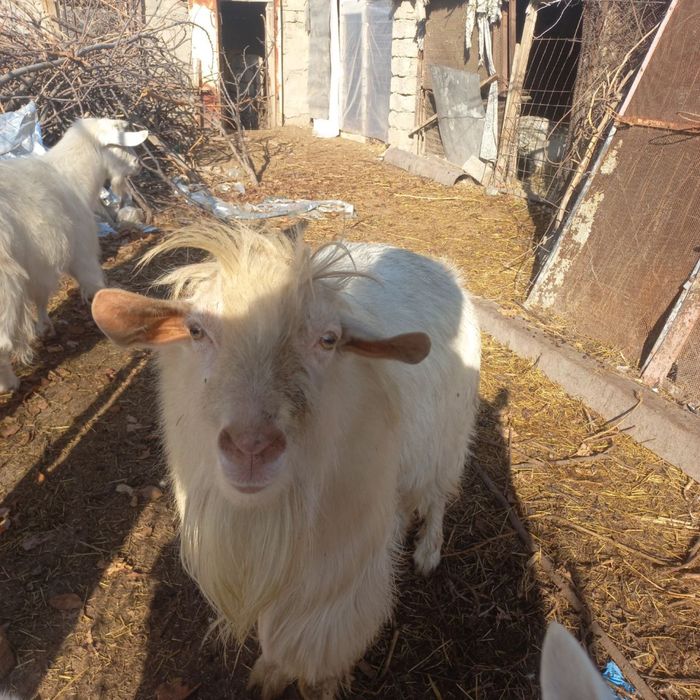 Продается козел безгрогий