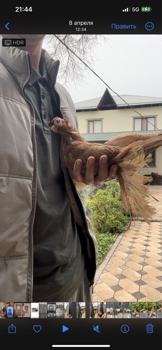 Голубка желтый самка