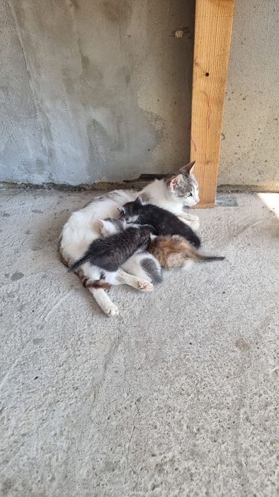 Donez 4 pui de pisica si pe mama lor . Pisica nu este a mea , m am trezit cu ea si 4 puiuti pe terasa .