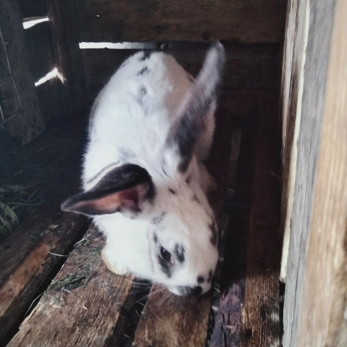 Продам кроликов разных возвростов