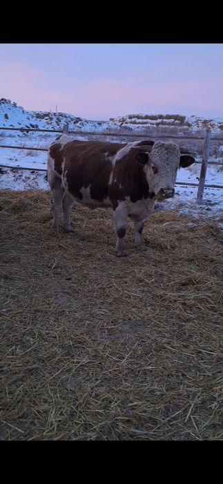 Продаются бычки 2-х годовалые и выше.