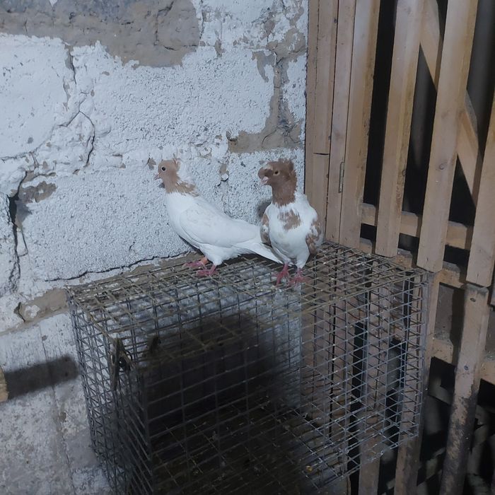 Сарыбас двух чуби  чубати пара