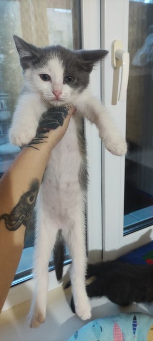 Котенок девочка.