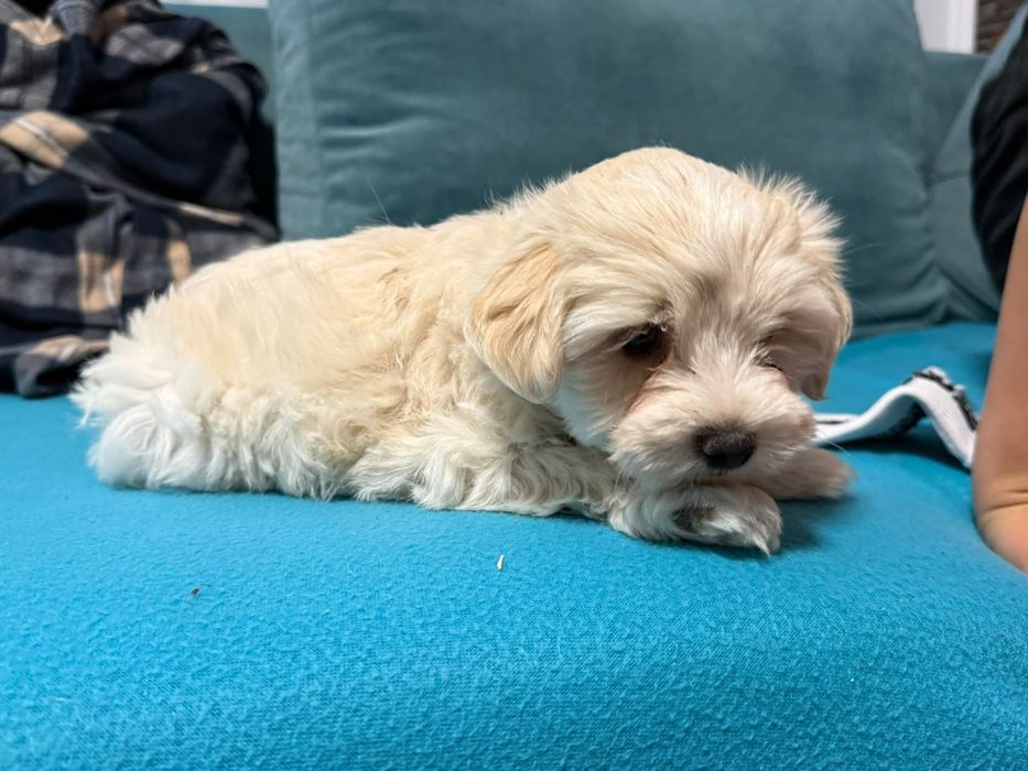 Cățelușă bichon maltez