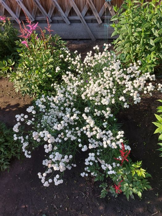 Продам саженцы цветов