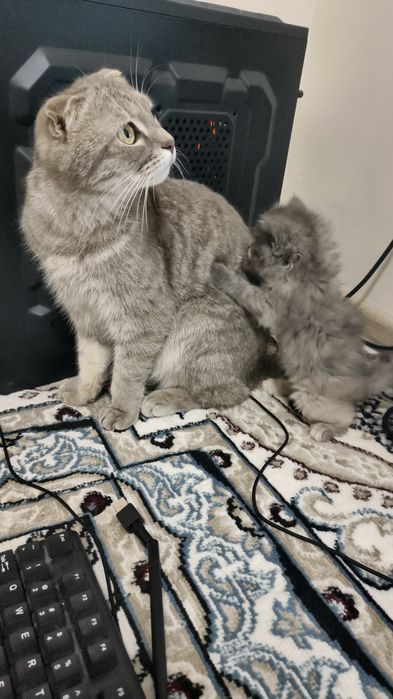 Шотланд қулоқлари ёпиқ мушук сотилади