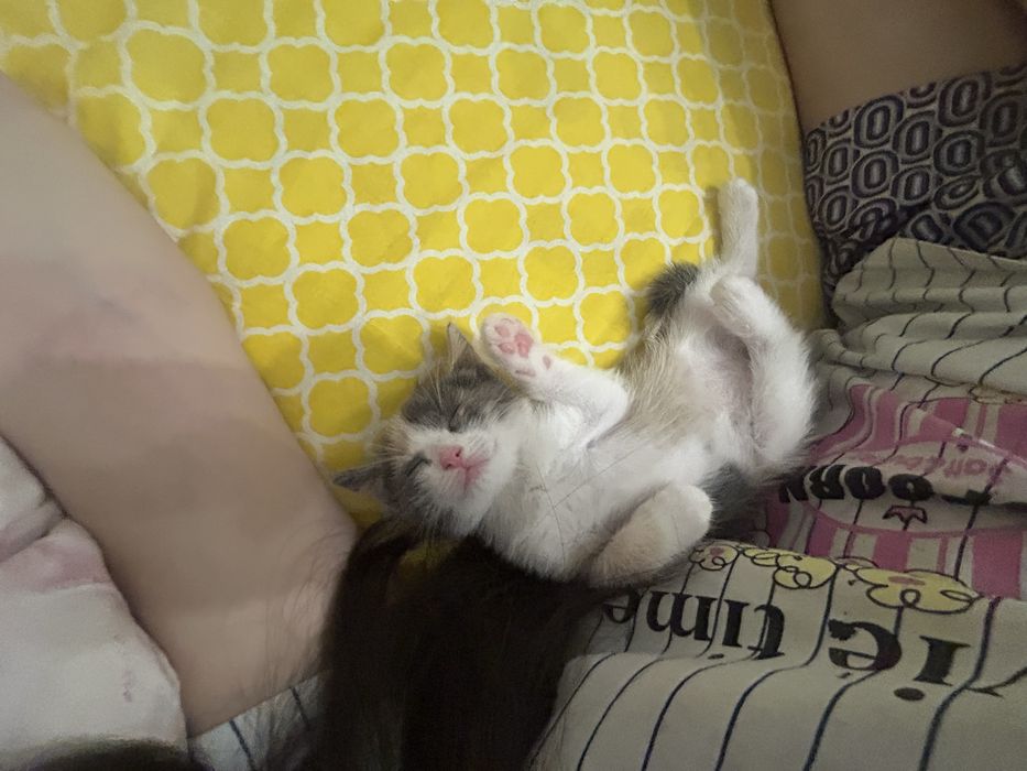 продам котенка трехцветка