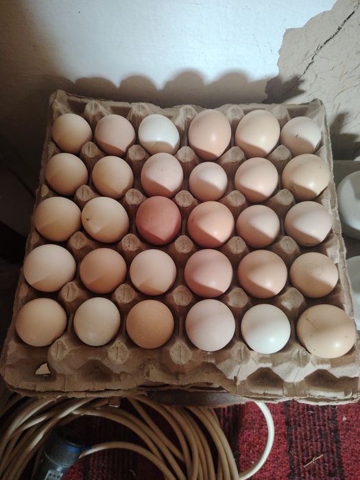 Инкубационные яйца