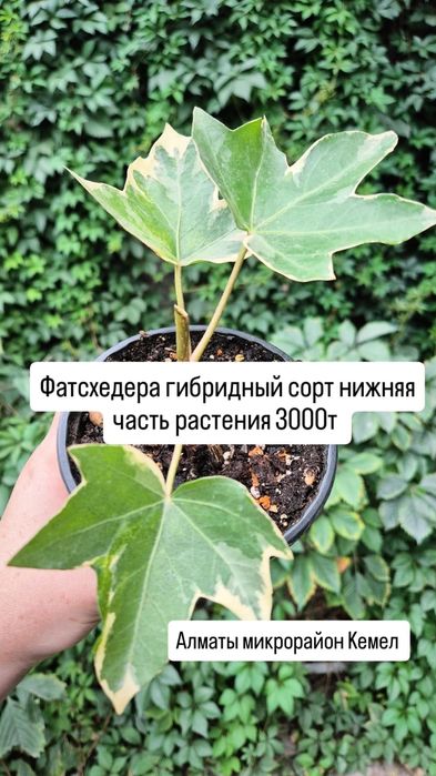 Комнатные растения