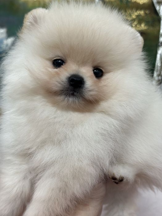 Шикарные малыши шпица