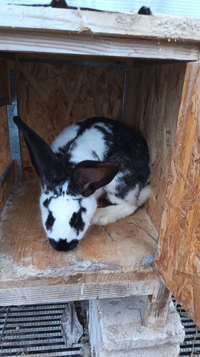 Iepurita fluture german