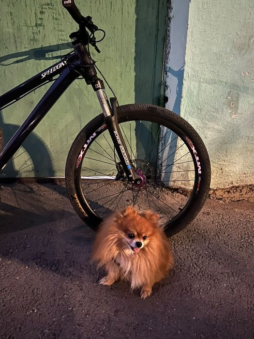 Продам speedone cruiser (giant.cannondale.scott.centurion.specialized.