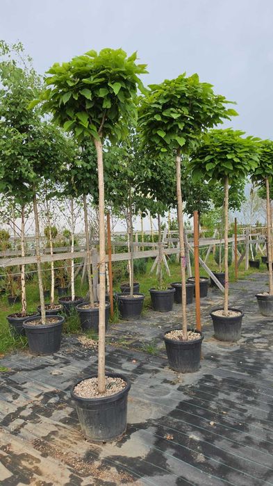 Plante ornamentale brazii argintii de toamna