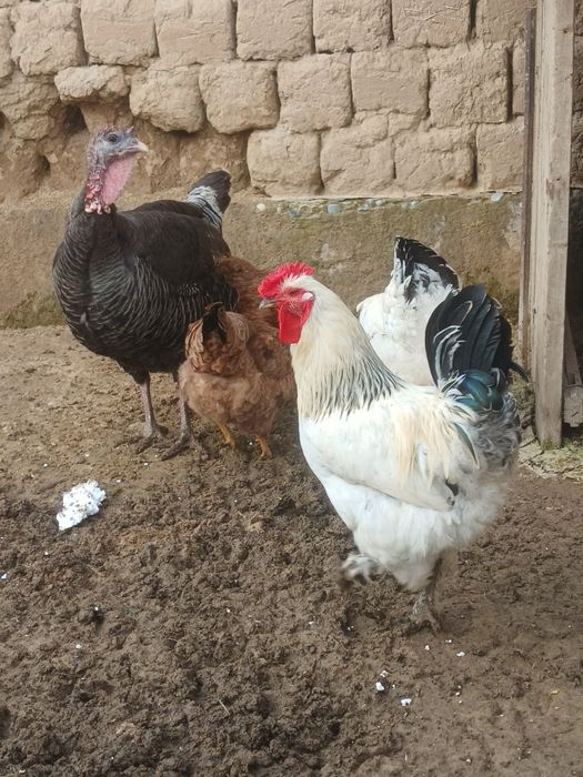 Продается петух цена 4 тысяче