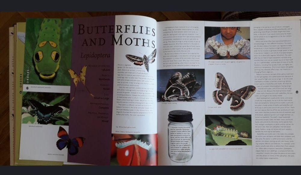 Album despre Insecte, pentru copii, Bugs Brasov • OLX.ro