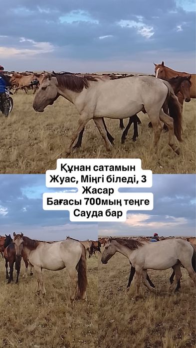 Құнан сатамын !!
