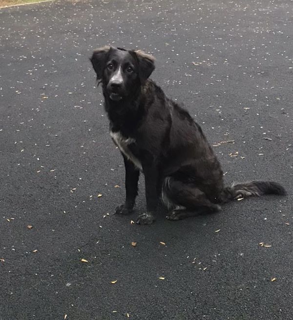 Отдам собачку в добрые руки