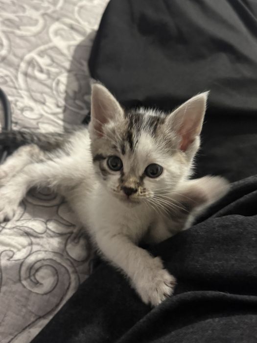 Кошка, четыре недели