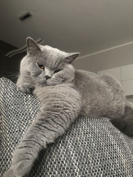 Два британских кота мальчик и девочка!