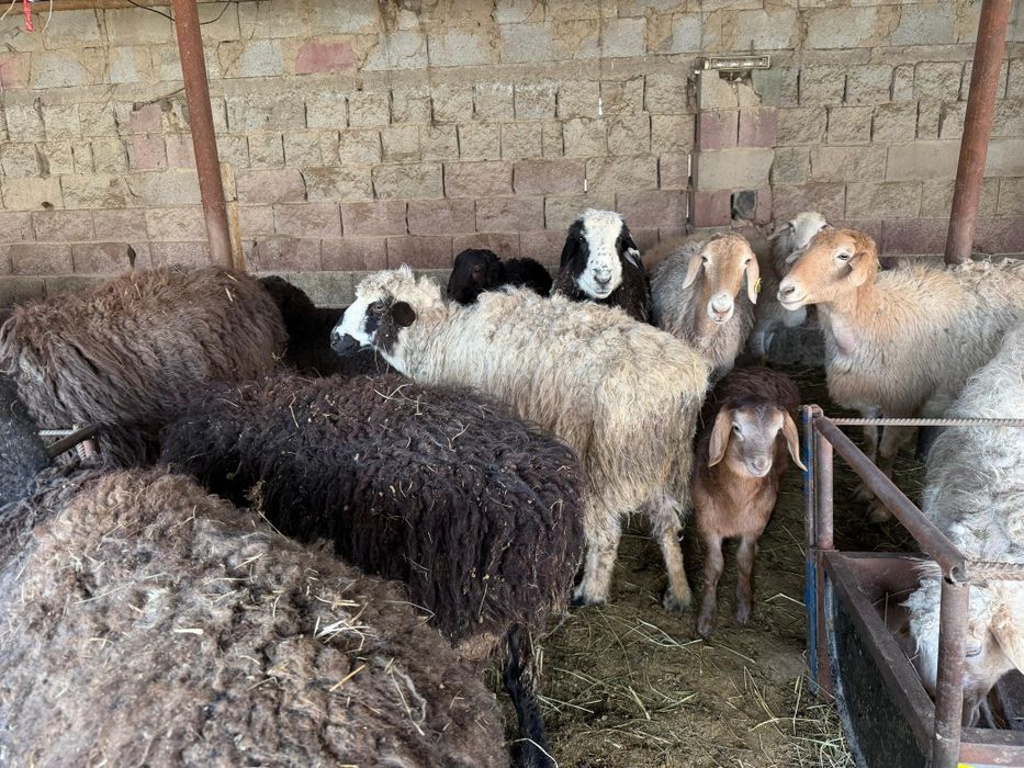 Кой сатылады козылы койлар