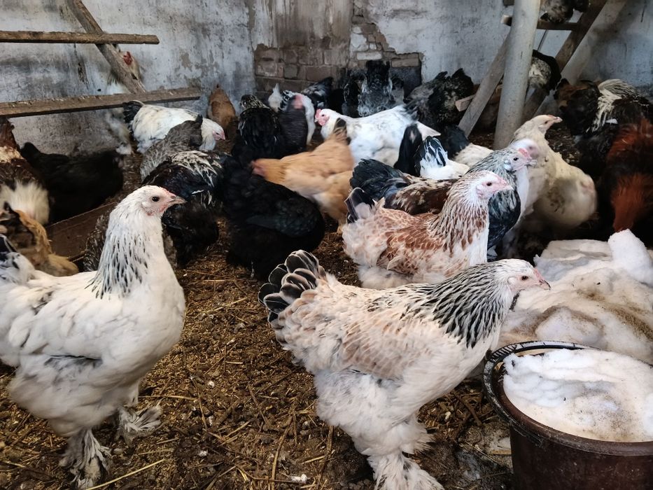 Продам петухов Брама