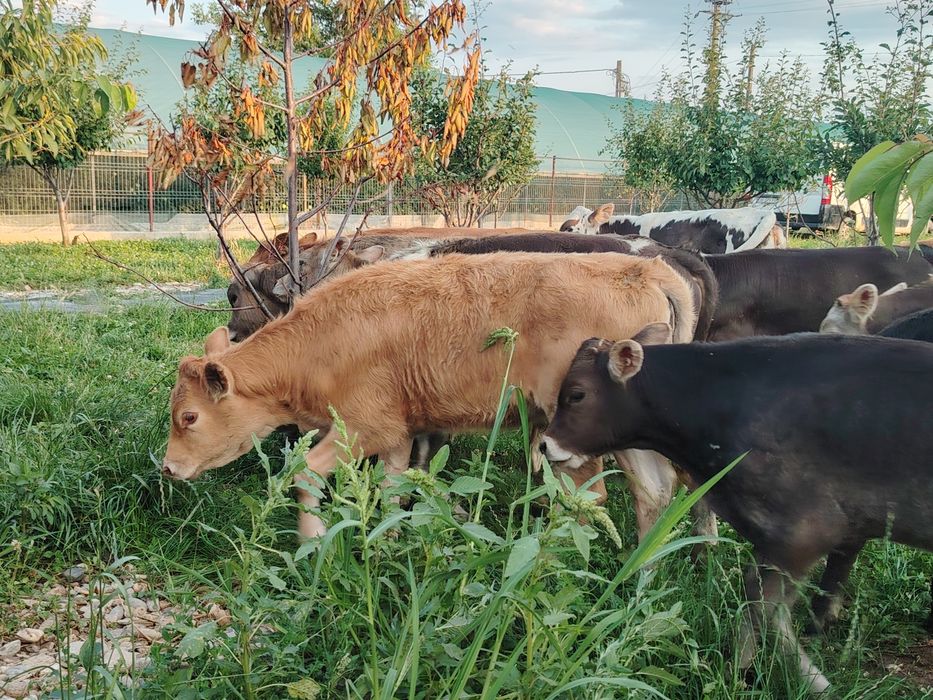 Vând viței înțărcați