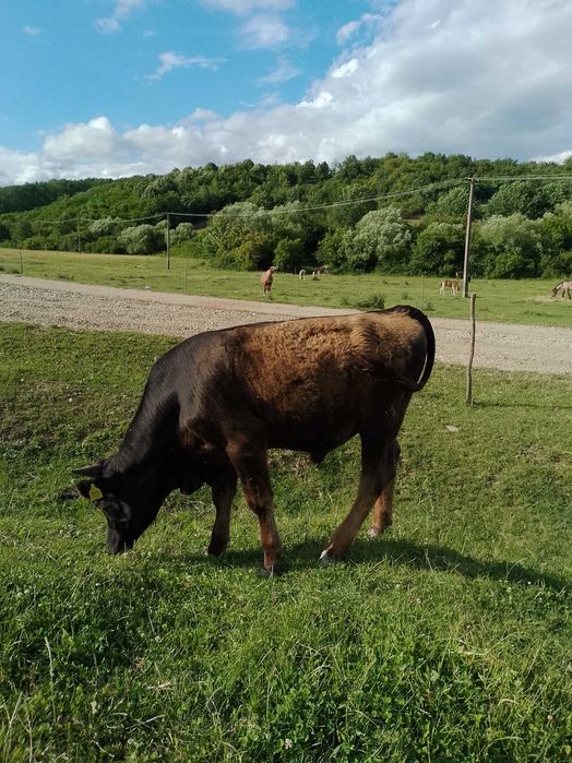 Vând vițel tânăr