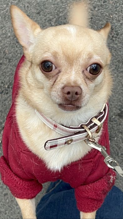 Ищем девочку для вязки чихуахуа.