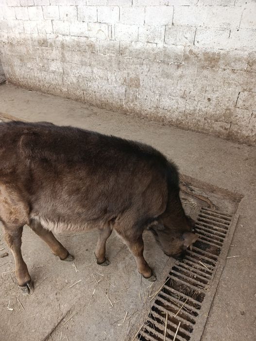 Продаются бычок и тёлочки