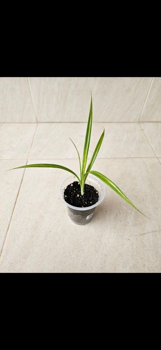 Панданус отросток цветы