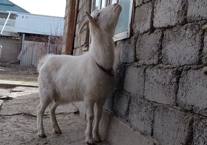 Занен буаз ешкі сатылады