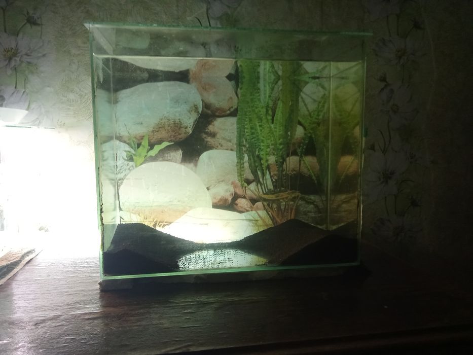 Два аквариумных кубика