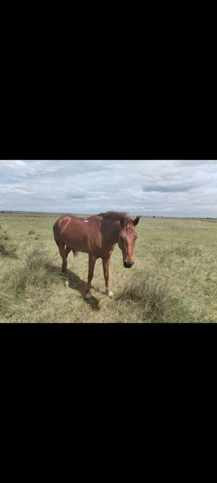 Ат (мерин) сатылады 4 жаста