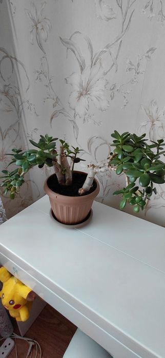 Продам недорого цветок Денежное дерево- Толстянка, цена 1400т