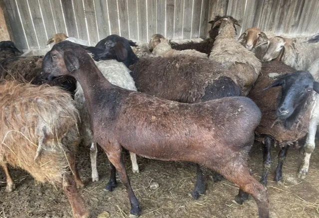 Жирные бараны овцы с откорма
